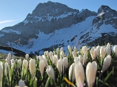 23 Crocus e Corna Piana